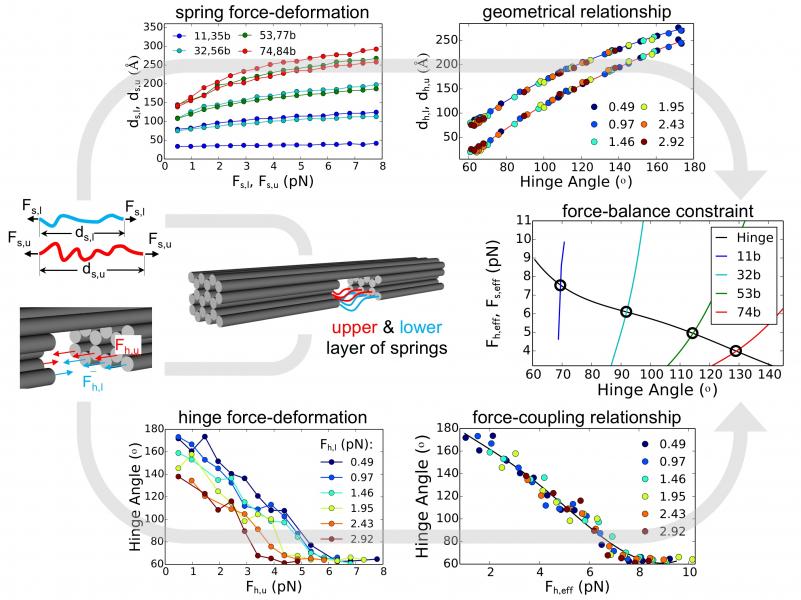 A force-balance approach for rapidly predicting hinge equilibrium angles