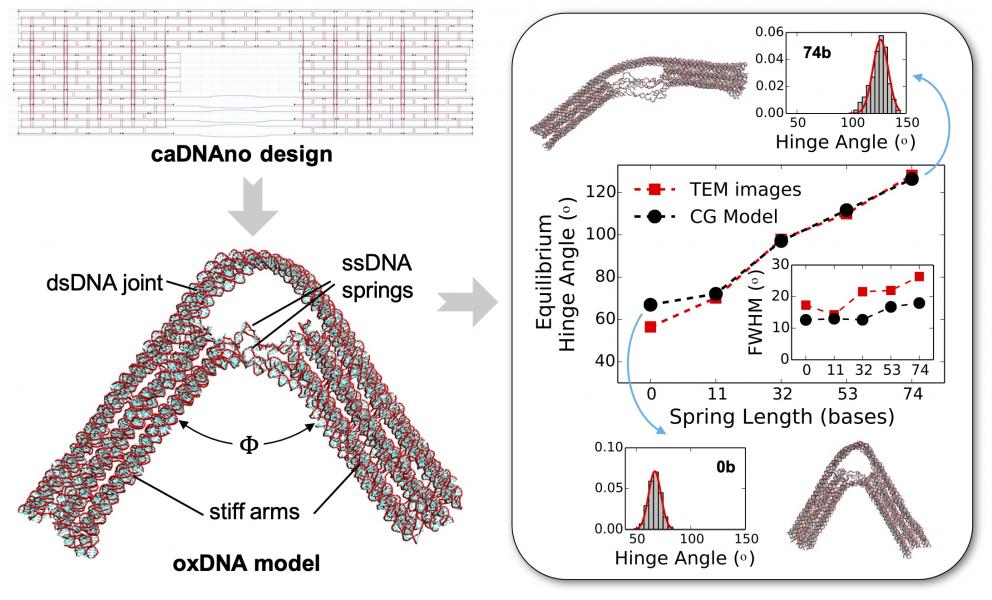 DNA hinge modeling