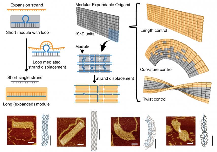 Programmable transformations of DNA origami made of small modular dynamic units